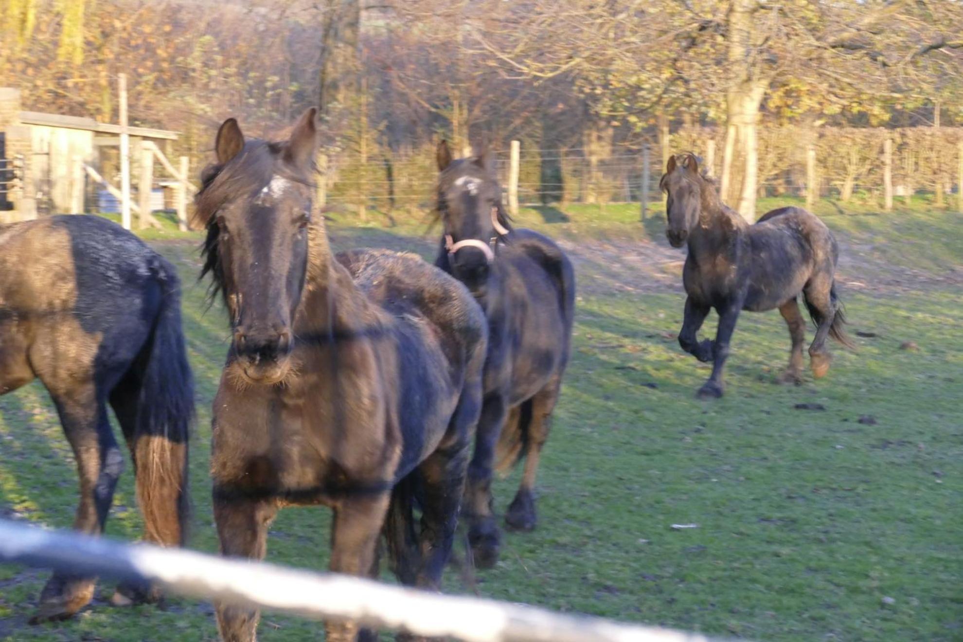 Meschermolen, Overnachten In De Schuur Eijsden Zewnętrze zdjęcie